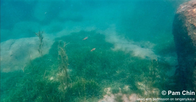 Katale Bay 03